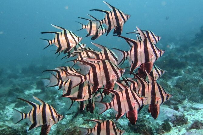Double Dive to South Solitary Island Coffs Harbour - Marine life you might see