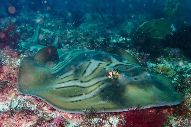 Double Dive to South Solitary Island Coffs Harbour - Equipment, certification, and physical demands