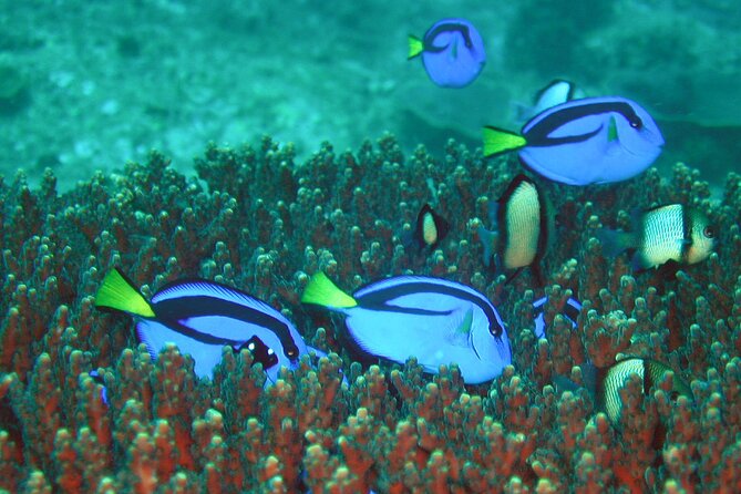Double Dive to South Solitary Island Coffs Harbour - Crew support and boat standards