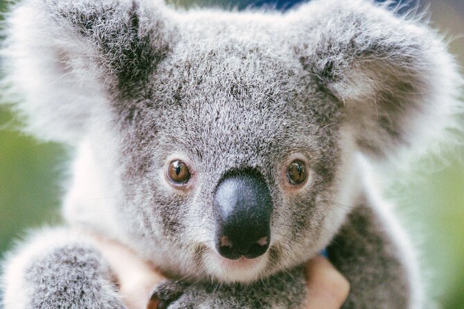 Dreamworld Gold Coast 1-Day Pass – Thrills & Wildlife Encounters - How to plan a useful 10:00 AM to 5:00 PM day