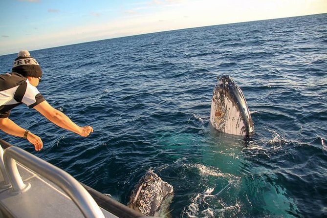 Dunsborough Whale Watching Eco Tour - Choosing Between the Morning and Afternoon Cruise