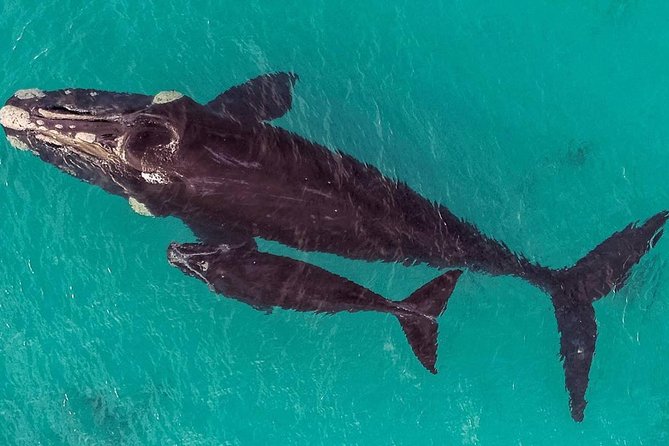 Dunsborough Whale Watching Eco Tour - Three Places to Watch From on the Boat