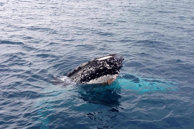 Dunsborough Whale Watching Eco Tour - A Respectful Way to Watch Wild Whales