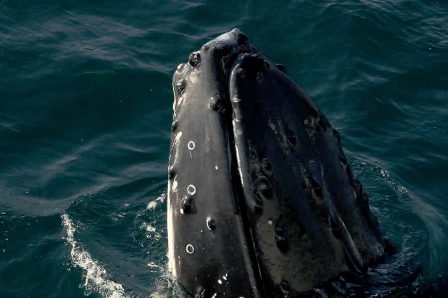 Dunsborough: Whale Watching Tour - Key points before you book