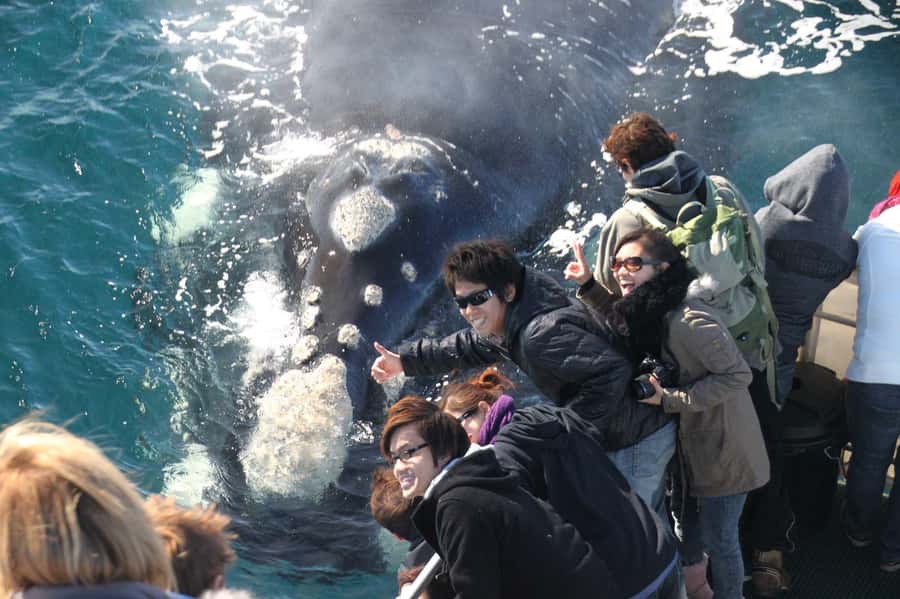 Dunsborough: Whale Watching Tour - Why Geographe Bay is a good place for whale watching