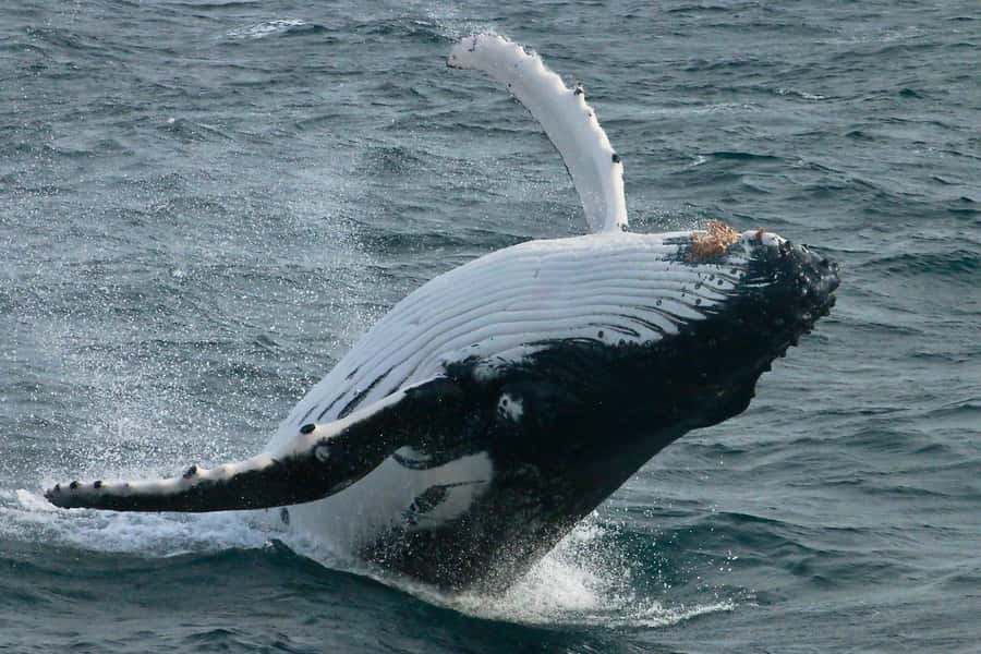Dunsborough: Whale Watching Tour - The first cruise through Geographe Bay