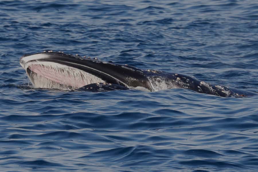 Dunsborough: Whale Watching Tour - Watching humpbacks and their calves