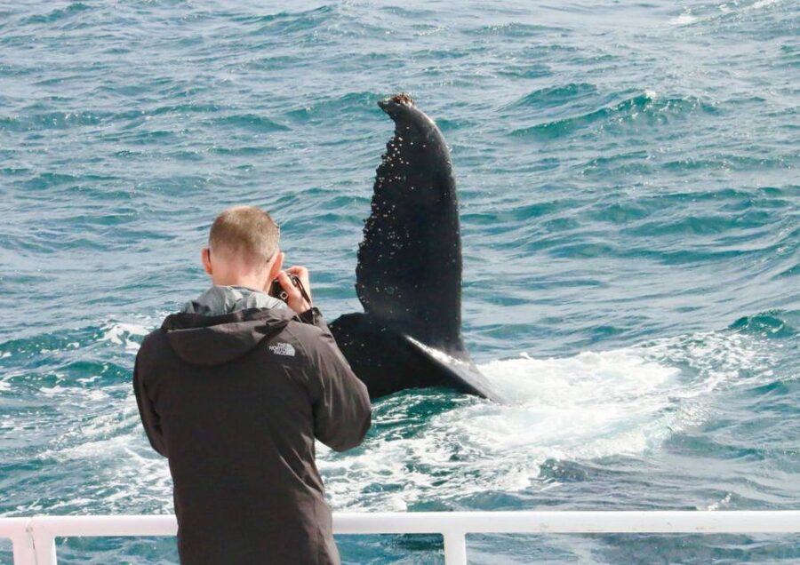 Dunsborough: Whale Watching Tour - Dolphins, coastal views, and what to watch for