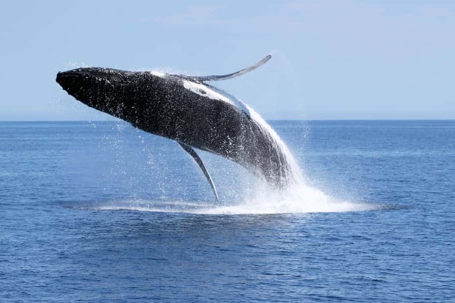Dunsborough: Whale Watching Tour - Boarding the Alison Maree at Quindalup