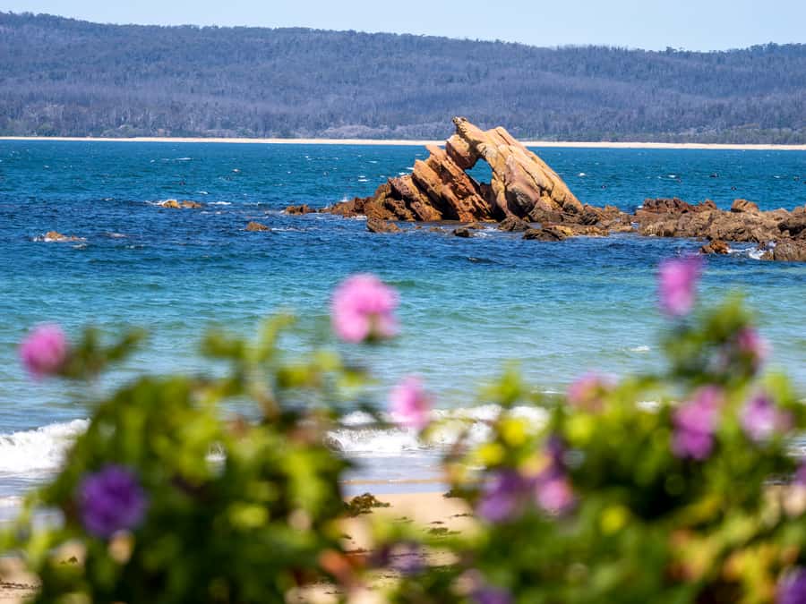 Eden: 2-Hour Highlights Tour, Nature, Beaches and Lookouts - Feeling the sand at Aslings Beach