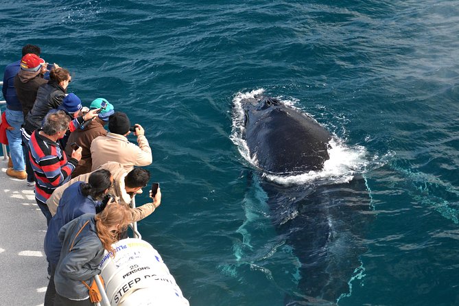 Educational Whale Watching Tour from Perth - Leaving South Fremantle for the open water