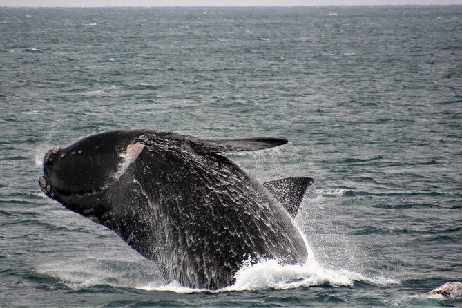 Educational Whale Watching Tour from Perth - Dolphins, seals, and seabirds along the way