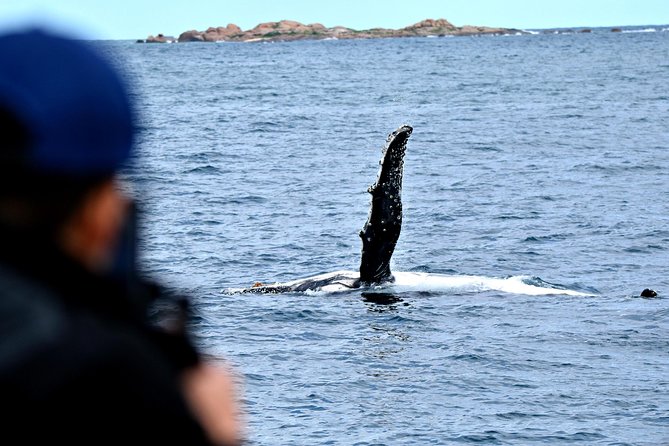 Educational Whale Watching Tour from Perth - Who will enjoy this Fremantle whale watch?