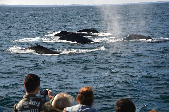 Educational Whale Watching Tour from Perth - What the hydrophone and underwater camera add