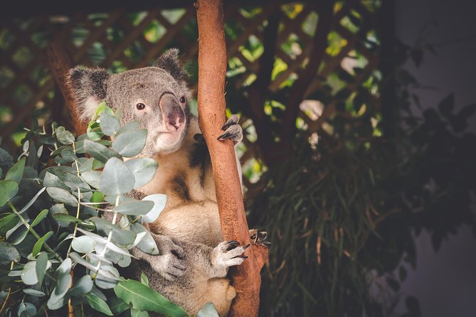 Exclusive Blue Mountains Wildlife and Bushwalk Tour From Sydney - Wentworth Falls and the short bushwalk