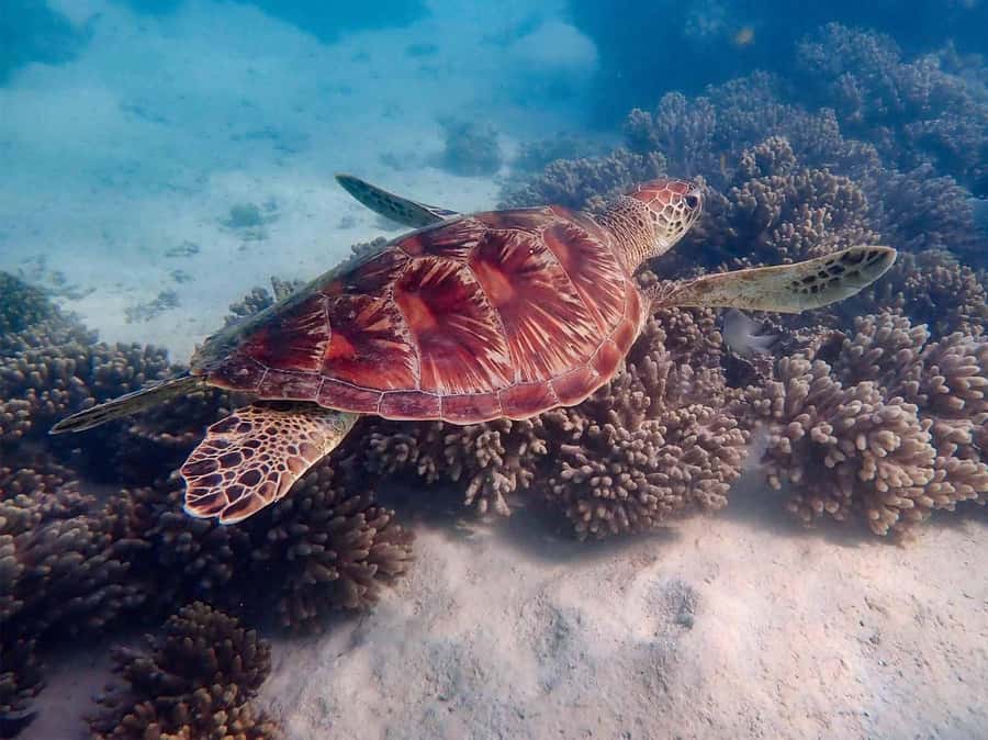 Exmouth: Guided Ningaloo Reef Snorkel Adventure - Key points to know before you book