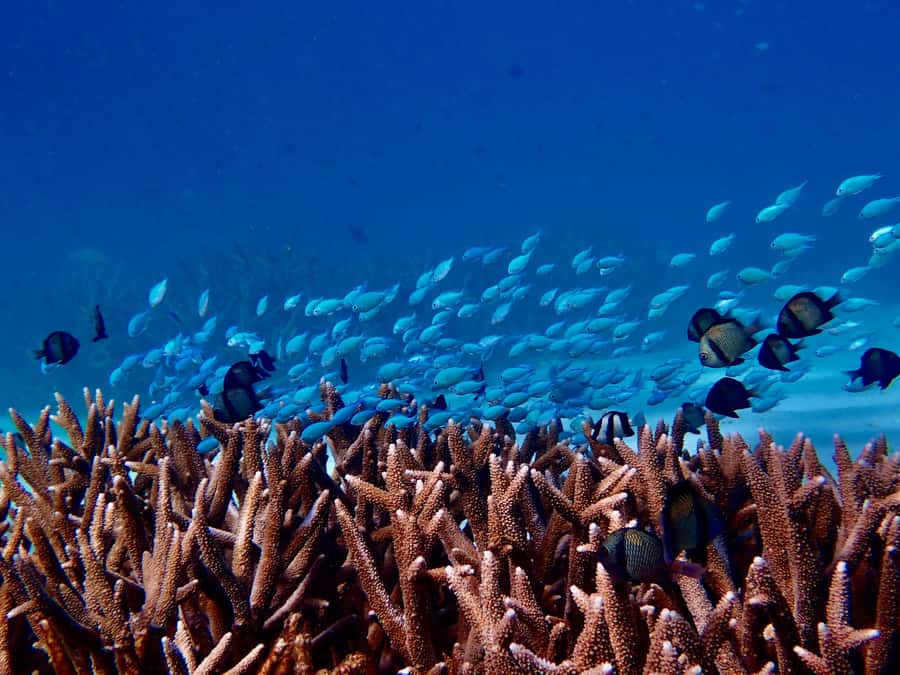 Exmouth: Guided Ningaloo Reef Snorkel Adventure - Why shore snorkeling works so well at Ningaloo