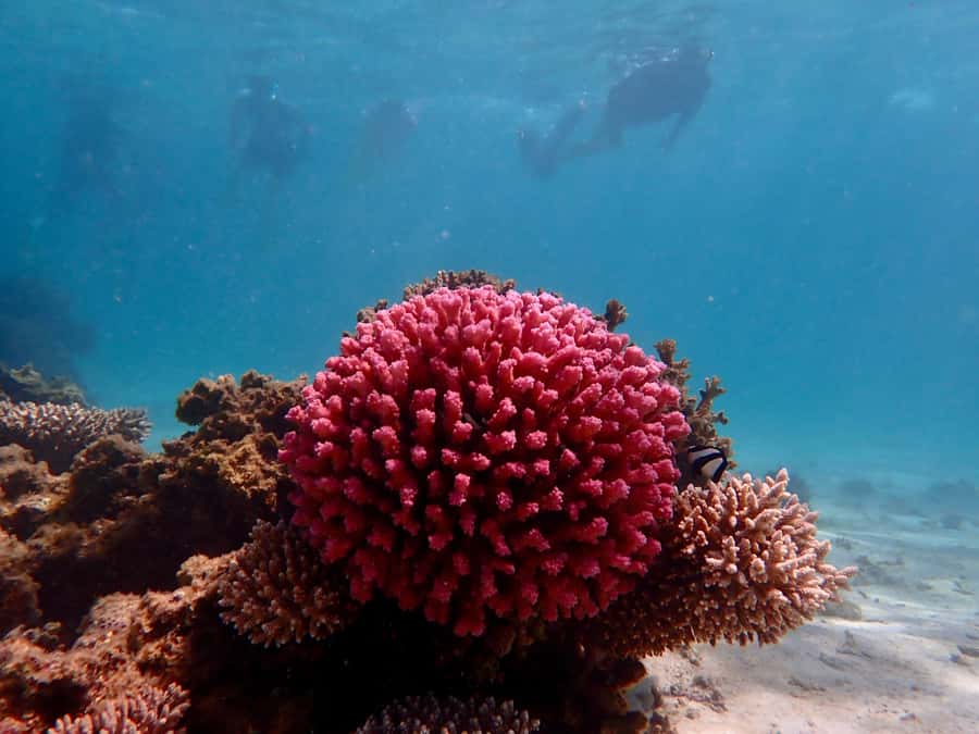 Exmouth: Guided Ningaloo Reef Snorkel Adventure - Oyster Stacks or Lakeside, depending on the tide