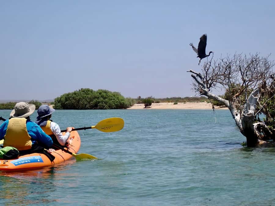 Exmouth: Half Day Turtle Kayak & Snorkel Tour - Snorkeling from a kayak-only mooring