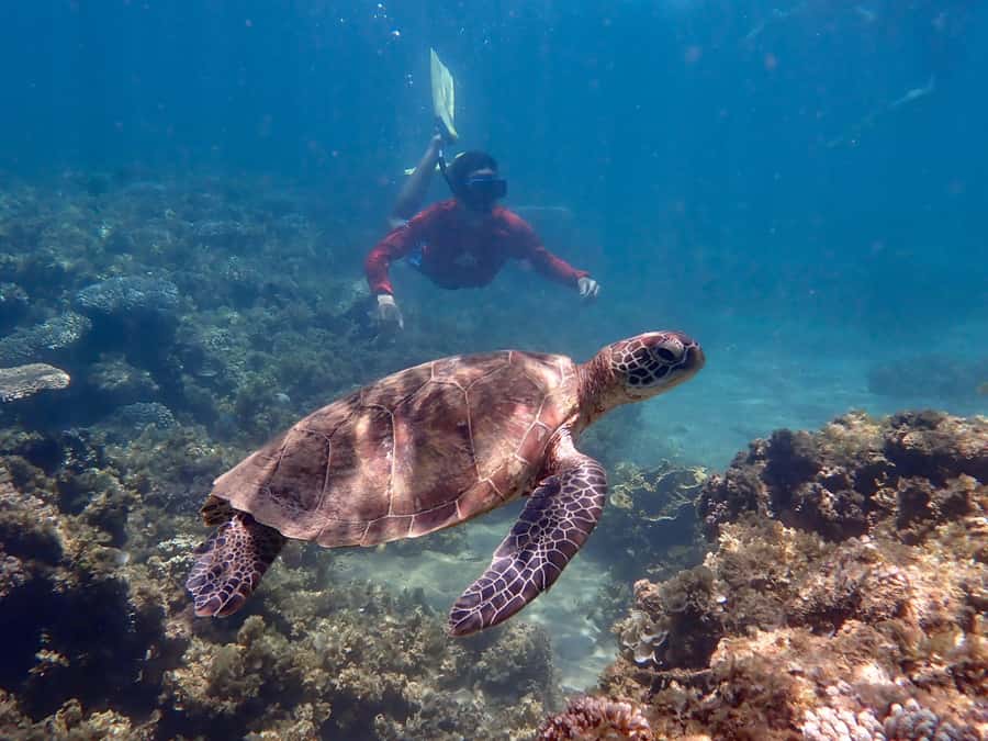 Exmouth: Half Day Turtle Kayak & Snorkel Tour - Who will enjoy this half-day tour