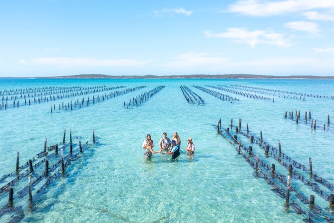 Experience Coffin Bay Oyster Farm and Bay Tour - Twelve oysters, shucked fresh on the boat