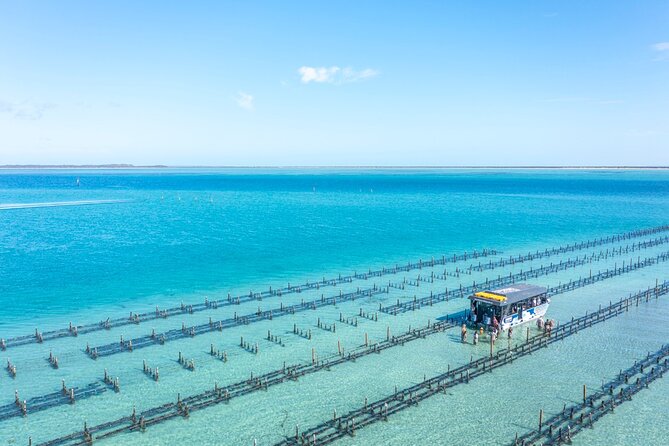 Experience Coffin Bay Oyster Farm and Bay Tour - The guides make the difference