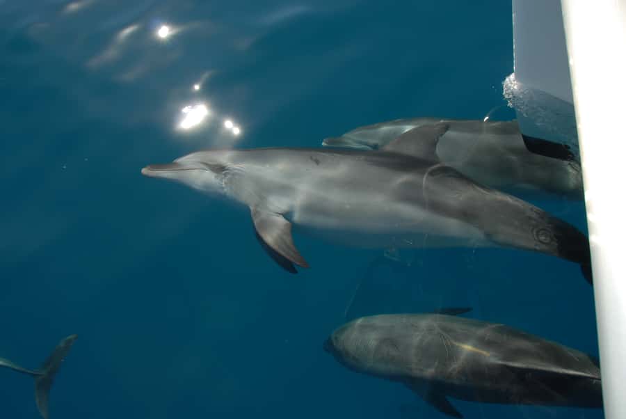 Fraser Island 4-Hour Eco-Sailing Adventure - Who should book this experience?