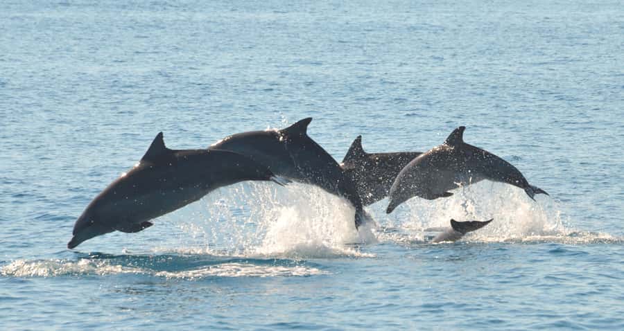 Fraser Island 4-Hour Eco-Sailing Adventure - Hunting for dolphins without chasing them