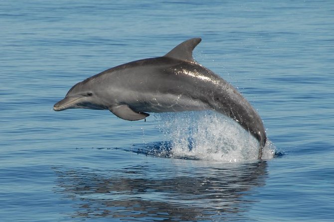 Fraser Island & Dolphin Sailing Adventure - A wildlife morning from Hervey Bay