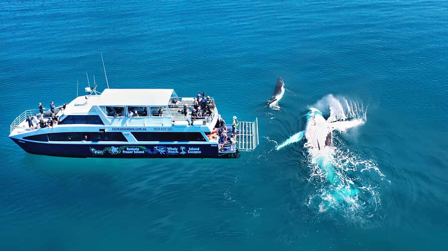 Fraser Island (K'gari): Remote Island and Whale Experience - Key points to know before booking