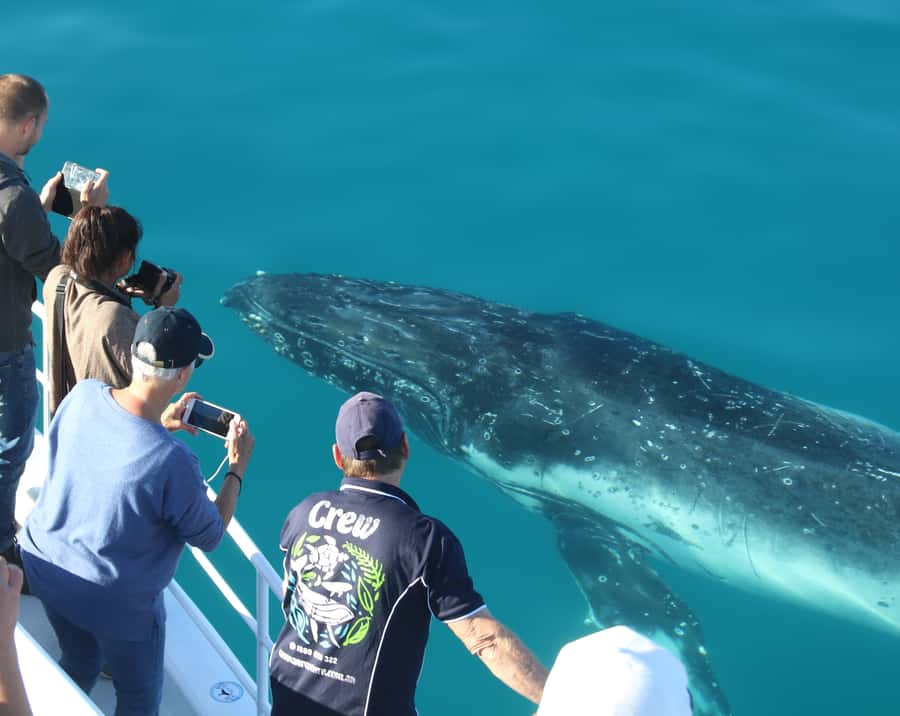 Fraser Island (K'gari): Remote Island and Whale Experience - Should you book the K’gari whale experience?