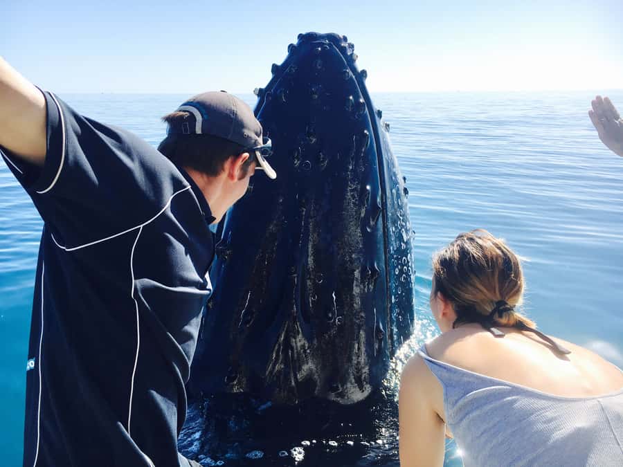 Fraser Island (K'gari): Remote Island and Whale Experience - Why the whale watching is the real draw