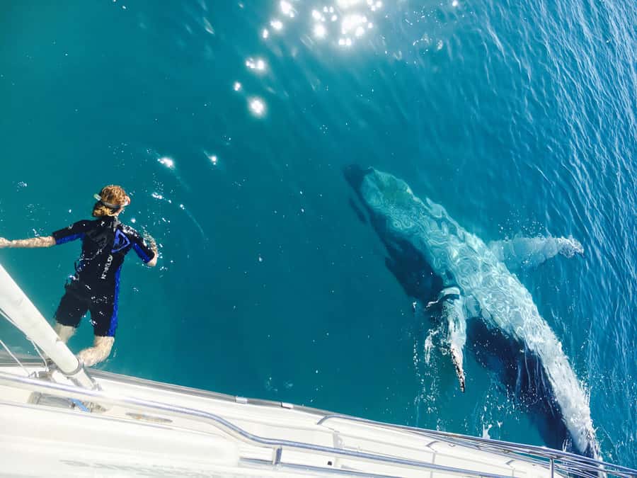 Fraser Island (K'gari): Remote Island and Whale Experience - Landing on K’gari by amphibious vessel