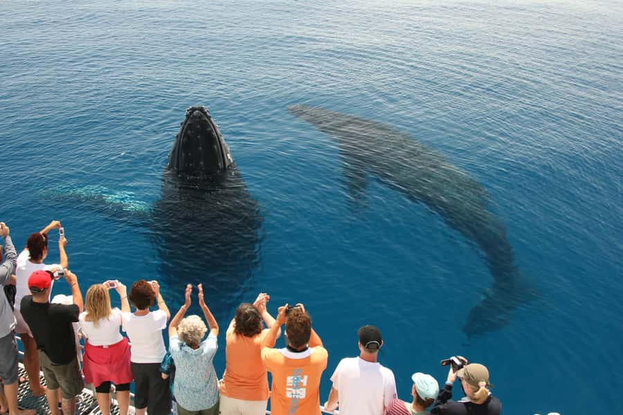Fraser Island (K'gari): Remote Island and Whale Experience - Wathumba Creek: clear water and a busy first stop