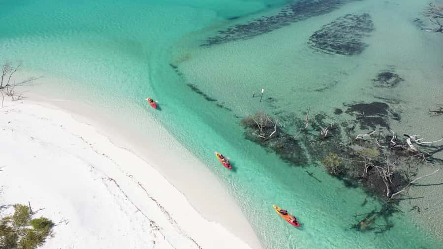 Fraser Island (K'gari): Remote Island and Whale Experience - Who will enjoy this day most