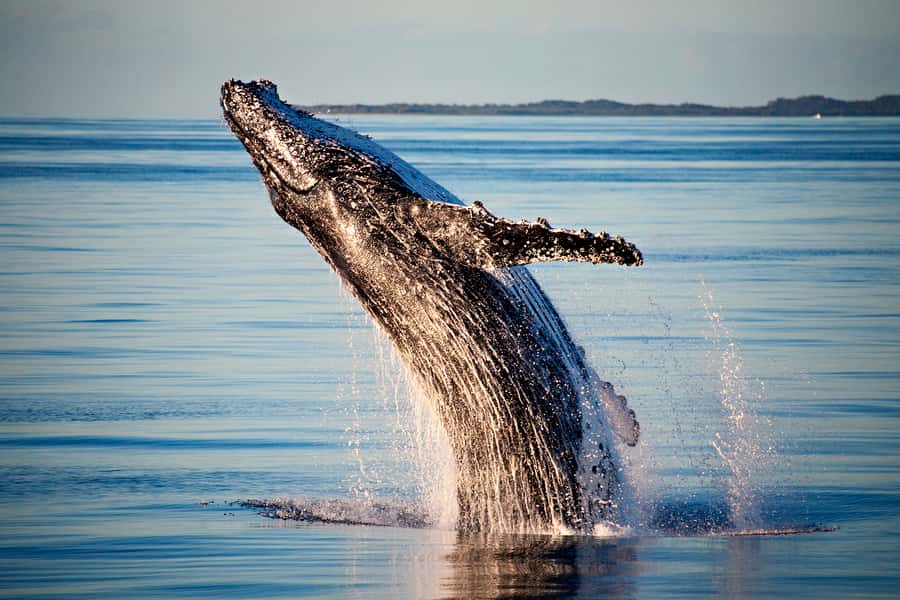 Fraser Island (K'gari): Remote Island and Whale Experience - Practical details that make the day easier