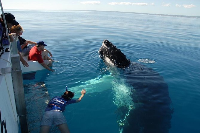 Fraser Island Whale Watch Encounter - Key points at a glance