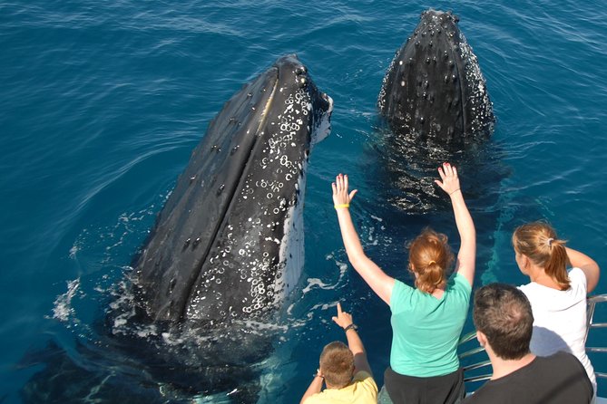 Fraser Island Whale Watch Encounter - Starting at Great Sandy Straits Marina