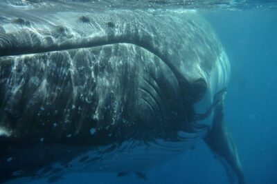 Fraser Island Whale Watch Encounter