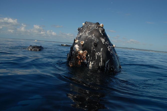 Fraser Island Whale Watch Encounter - An eight-hour day with food included
