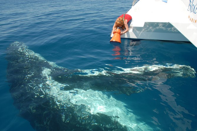 Fraser Island Whale Watch Encounter - What makes the small boat worthwhile