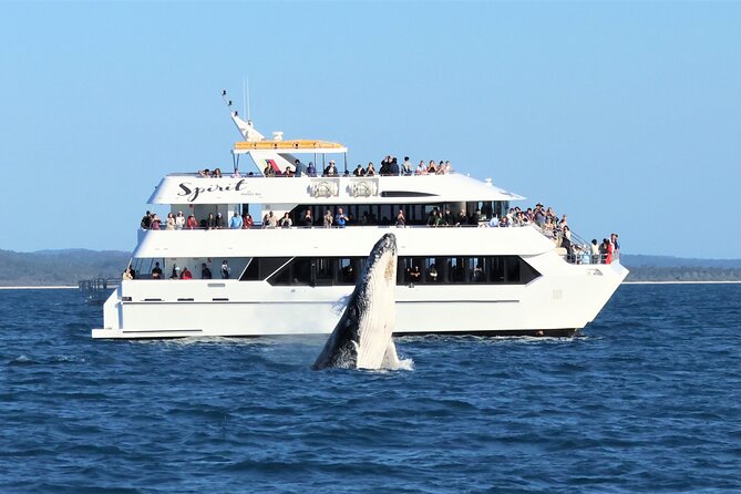 Freedom 3/4 Day Hervey Bay Premium Whale Watching Cruise - Comfort, Safety, and Practical Details