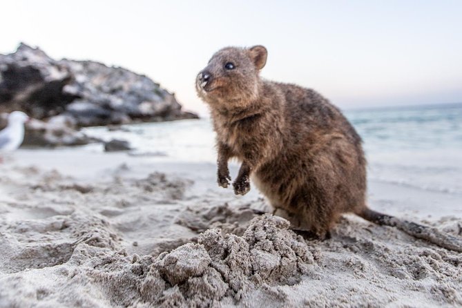 Fremantle to Rottnest Island Roundtrip Ferry Ticket - Who should book this day trip