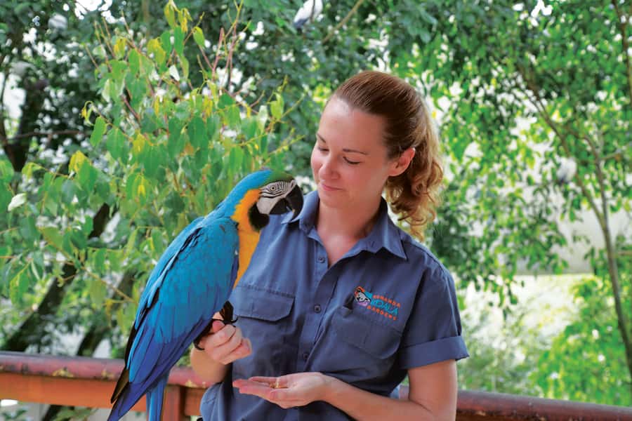 Friends in the Rainforest Package: Koala Gardens & Birdworld - Kuranda Koala Gardens and Australia’s familiar faces