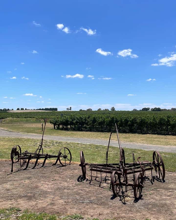 From Adelaide: Barossa to Hahndorf Wine Tasting and Lunch - Lunch and wine at Kies Family Wines