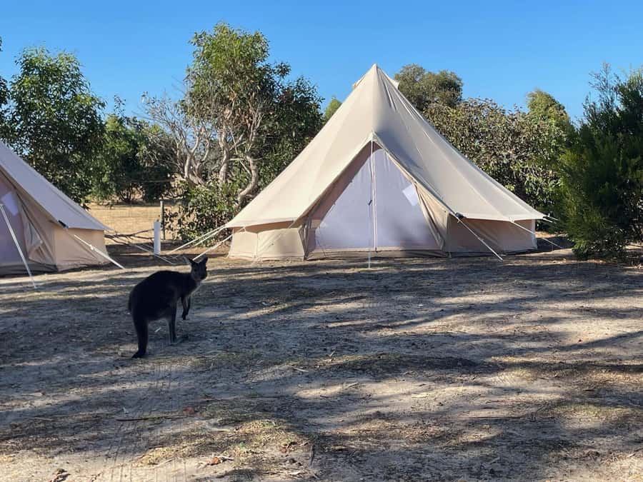 From Adelaide: Kangaroo Island Epic 2-Day Small Group Tour - Kingscote and the Kangaroo Island Brewery lunch