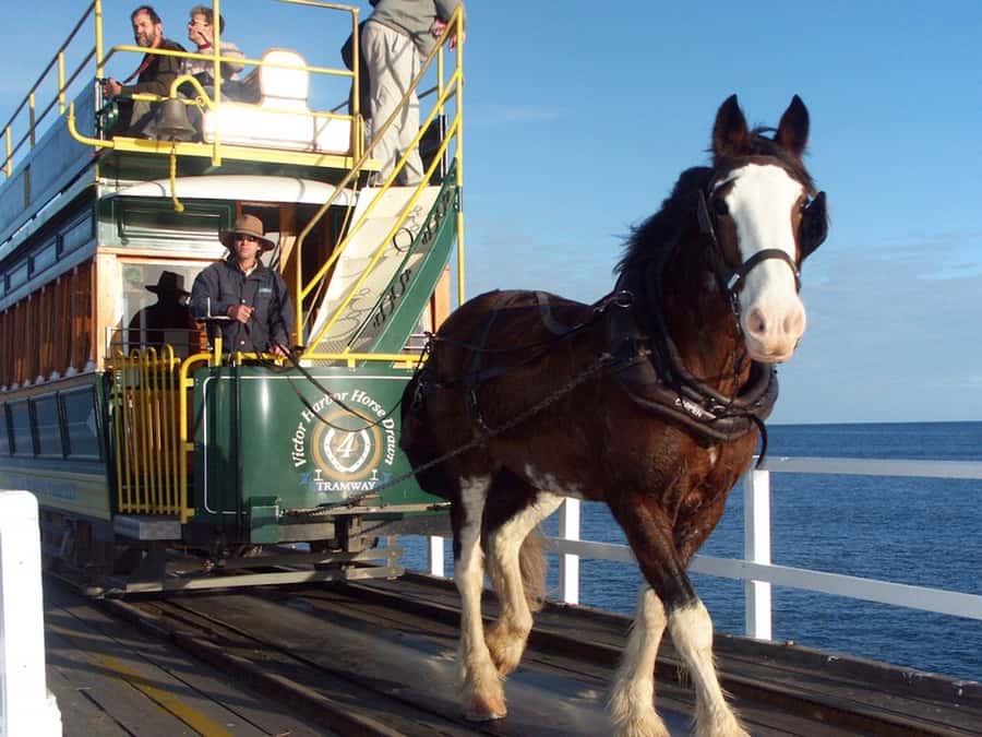 From Adelaide: Victor Harbor & Hahndorf Day Tour - From Adelaide Hills views to the Fleurieu coast