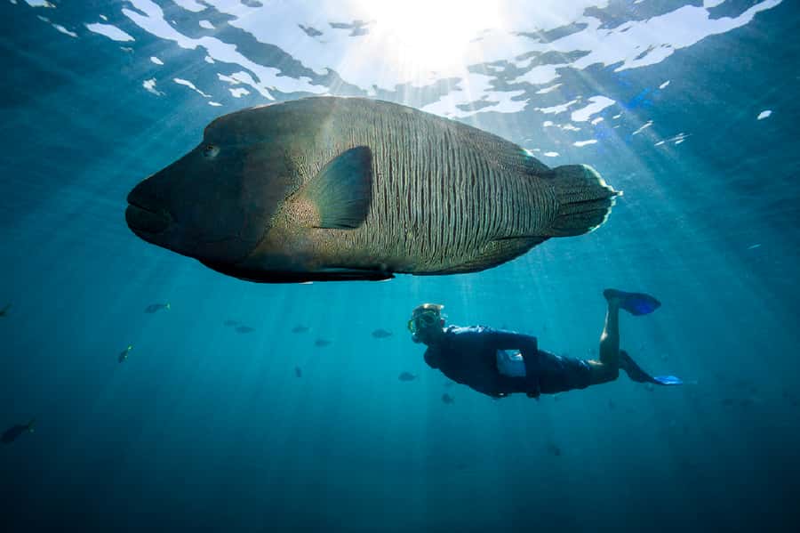 From Airlie Beach: Great Barrier Reef Adventure Cruise - Who Will Enjoy This Cruise Most