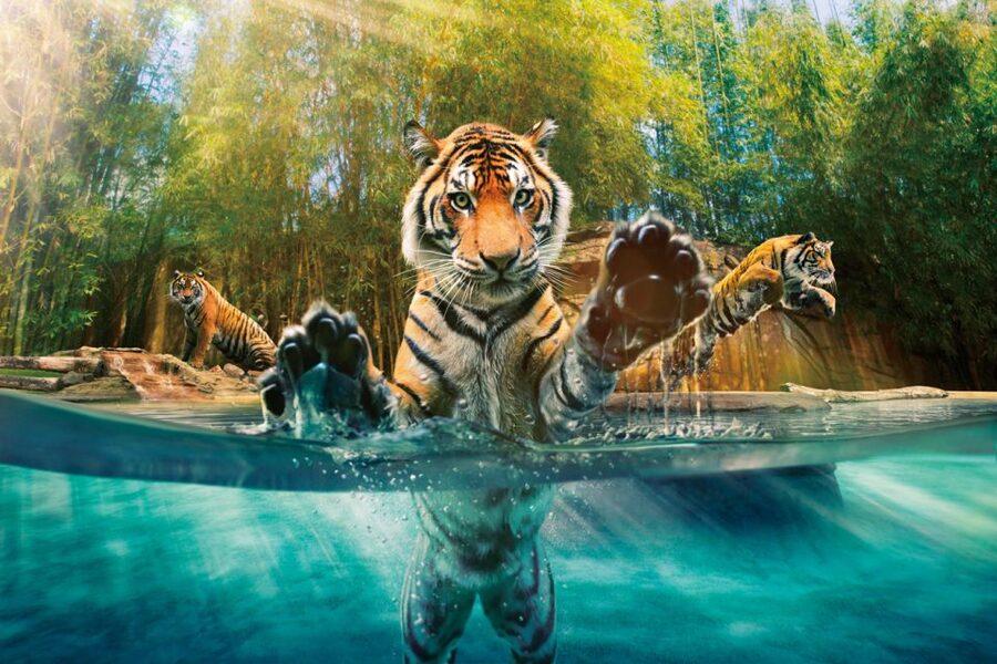 From Brisbane: Australia Zoo Ticket and Roundtrip Transfer - The morning coach ride from Brisbane