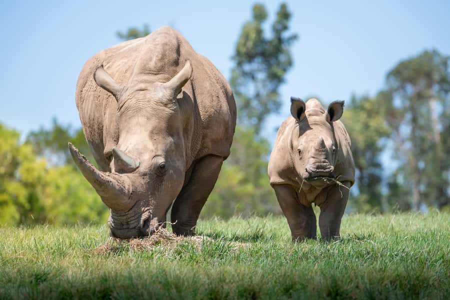 From Brisbane: Australia Zoo Transfer and Entry Ticket - Key points at a glance